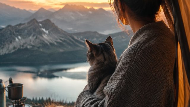 Finding Serenity: How Cats Bring Peace to Our Lives | qqlikebet slot, hiu 138 slot, catur 777 slot